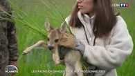 Les faons en danger face aux moissonneuses