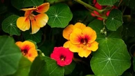 Voici 12 fleurs colorées et odorantes à planter dans votre potager pour protéger vos cultures et éloigner les insectes nuisibles
