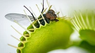 Les plantes carnivores, mal aimées et pourtant vos meilleures alliées !
