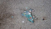 "Splatatouille" : des chercheurs ont identifié l'animal à l'origine de ce mystérieux trou à Chicago
