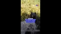 Incroyable ! Des attaques d'ours en série au Japon, l'armée envoyée