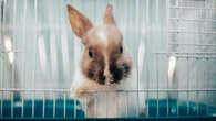 Apprenez à bien nettoyer la cage de votre lapin pour le garder en bonne santé