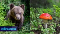VÉRIF' - Les ours mangent-ils vraiment des champignons toxiques pour ressentir leurs effets psychoactifs ?