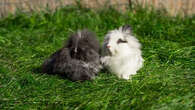 Lapin angora : les conseils pour bien s'occuper de cette boule de poil