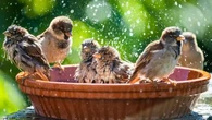 Soucoupes d'eau fraîche, zones d'herbes hautes… Les conseils pour prendre soin des oiseaux et des mammifères de son jardin quand il fait chaud