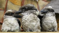Des changements de sexe fréquents après la naissance ? Ces oiseaux intriguent les scientifiques