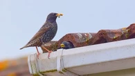 Comment empêcher les oiseaux de s'installer sur mon toit ?