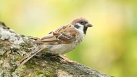 Fortes chaleurs à répétition : la santé des oiseaux en danger, alerte la LPO