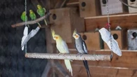 Pourquoi l’os de seiche doit-il faire partie de l’alimentation de votre oiseau ?