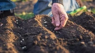 Jardinage : ces cinq légumes qui poussent vite (et faciles à cultiver) à planter au mois de mai