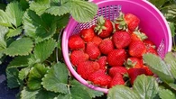 "C'est décevant de se retrouver avec de toutes petites fraises" : un jardinier dévoile ses secrets pour doubler votre production de fraises cette saison