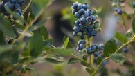 Le guide ultime pour apprendre à planter un myrtillier dans son jardin