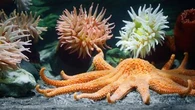Le mystère entourant la disparition de milliards d'étoiles de mer dans l'océan Pacifique enfin élucidé ?