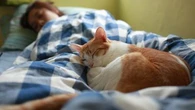 Ce que vous devez savoir avant d'envisager de dormir avec votre chat