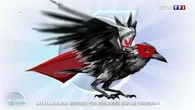 Intelligence : révisez vos préjugés sur le corbeau !