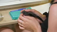 "Nous vous demandons de ne pas déposer d'animaux de force" : ce centre de soins de la faune sauvage n'avait jamais connu telle affluence