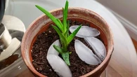 Jardinage : il fait une chaleur infernale et mes plantes ne s'en remettent pas, est-ce que poser des glaçons sur le terreau peuvent les sauver ?