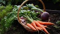 L'automne arrive : voici ce que vous devez faire dans votre potager