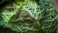 Limaces, aleurode, altises... ces insectes nuisibles sont les cauchemars des jardiniers