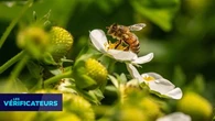 VÉRIF' - Le venin d'abeille pourrait-il réellement être "la nouvelle arme contre le cancer du sein" ?