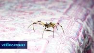 VÉRIF' - Ces rumeurs qui ont la vie dure : "On avale des araignées la nuit"