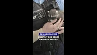 Des gendarmes ont sauvé quatre bébés ratons laveurs