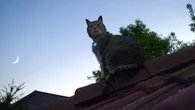 Ces astuces pour inciter votre chat à rentrer pour la nuit... et s'épargner quelques angoisses
