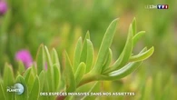 Des espèces invasives dans nos assiettes