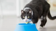 On pourra bientôt donner des croquettes-médicaments aux chats malades qui ne veulent pas de leurs cachets