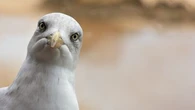 Mouette ou goéland ? Ces indices vous aident à ne plus faire l'erreur