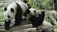 "C'est la dernière fois qu'on les voit ?" : pourquoi le zoo de Beauval doit dire adieu à deux de ses stars