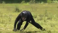 Japon : un exercice insolite de lutte anti-ours