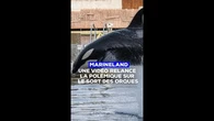 Marineland : une vidéo relance la polémique sur le sort des orques d'Antibes.