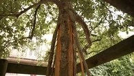"On a taillé l'écorce, pourquoi on a fait ça ?" : une mystérieuse vague de vandalisme touche les arbres de la ville de Poitiers