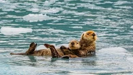 Cette habitude étrange que les loutres de mer adoptent pour dormir