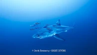 "J'avais les doigts qui tremblaient" : un plongeur filme pour la première fois un grand requin blanc en Méditerranée