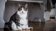 Votre chat est en surpoids ? Voici quelques conseils pour l'aider à maigrir