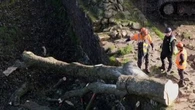 Royaume-Uni : deux hommes condamnés pour avoir avoir abattu un arbre emblématique