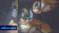 VÉRIF' - Cette pieuvre a-t-elle été aperçue en train d'aider un plongeur au large du Portugal ?