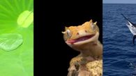 VIDÉO - Ces 5 innovations surprenantes s'inspirent du génie de la nature