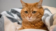 Si votre chat arrête de faire sa toilette, vous devez vous inquiéter !