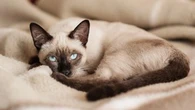 Ces sept races de chat qui ne sont pas faciles à apprivoiser