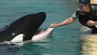 "Bien mieux qu'il y ait des algues" : dans les coulisses du Marineland d'Antibes, que deviennent les orques ?