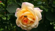 "Sir David Beckham", "King's Rose", "Paul’s Himalayan Musk... 5 variétés de rosiers parfaites pour attirer les abeilles dans votre jardin