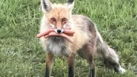 "Le suspect a été libéré, le ventre plein" : au Canada, la police tombe sur un renard voleur de saucisses de hot-dog