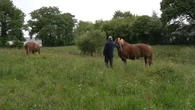 Pétition contre l'utilisation de chevaux de trait : à Questembert, deux visions de l'écologie s'affrontent