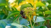 Frelons asiatiques : comment les empêcher de décimer les colonies d'abeilles ?