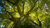 Incendies : peut-on replanter des arbres plus résistants ?
