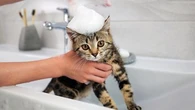 Faut-il vraiment un shampoing spécial pour laver ses animaux de compagnie ?