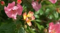 VIDÉO - Explosion de couleurs pour l'ouverture des Chemins de la rose de Doué-en-Anjou